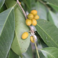 Casearia zeylanica (Gaertn.) Thwaites